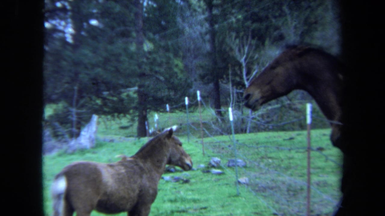 1971 Maine 8mm frame with a foal in pasture and a dark horse partly visible near the edge of the fenced field.