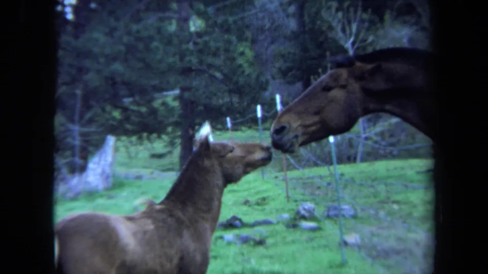 1971 Maine 8mm frame showing the adult horse and foal close together across a wire fence, surrounded by pasture and trees.