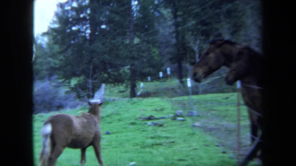 1971 Maine 8mm frame showing the foal moving across the grassy field as the adult horse stays partly visible near the frame edge.