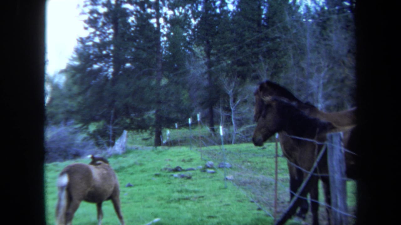 1971 Maine 8mm frame showing two horses by a wire fence in a green pasture, with trees and cool home-movie color.