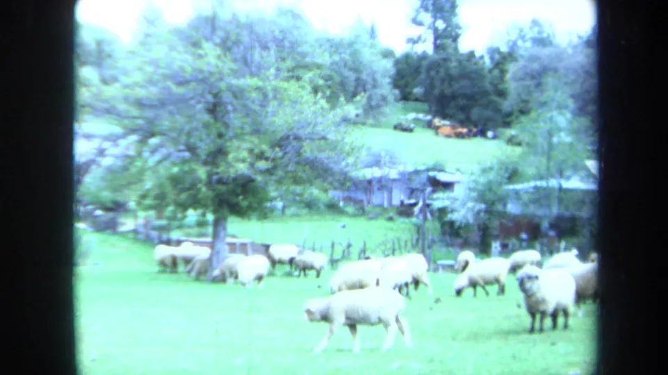 1971 Maine 8mm frame of sheep scattered across a grassy pasture, with trees and a distant rural building behind them.