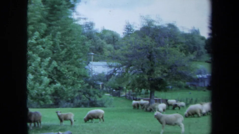 1971 Maine 8mm frame showing sheep in a rural pasture with a fence, trees, and a small background building.