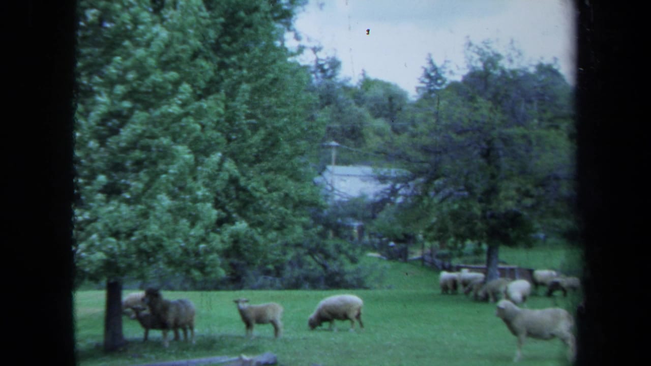 Sheep grazing in a green pasture framed by dark vertical window edges.