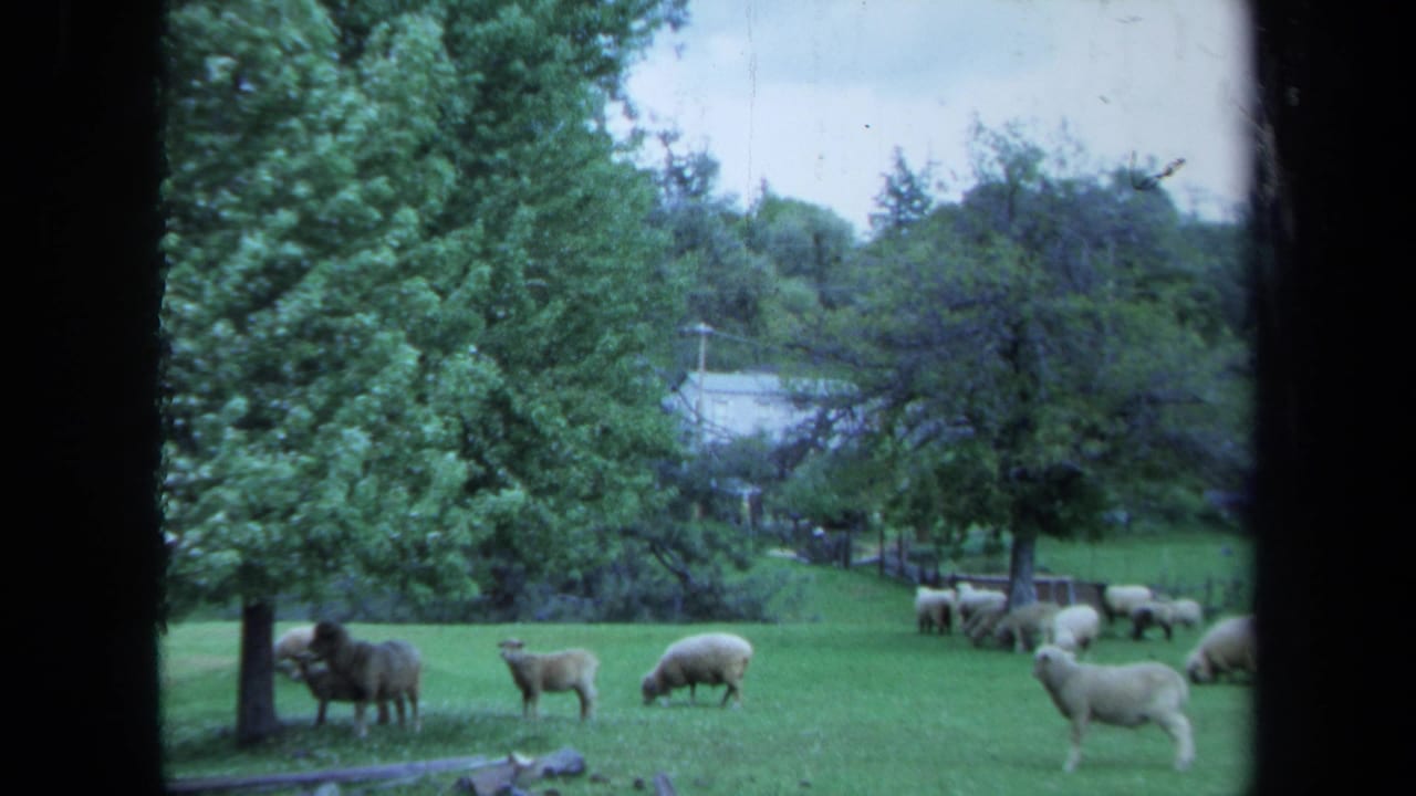 1971 Maine 8mm frame of sheep in a tree-lined pasture, seen through a dark foreground frame with a rural structure beyond.