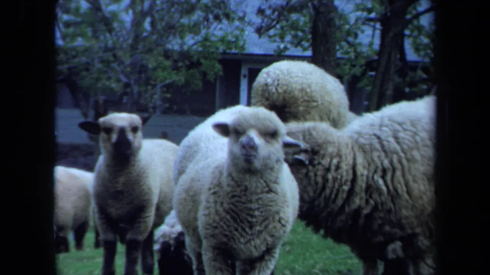1971 Maine 8mm frame with close sheep facing the camera, other sheep nearby, and a shaded rural yard behind them.