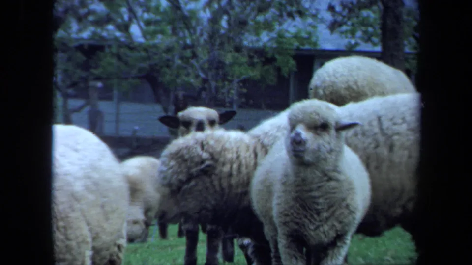 1971 Maine 8mm frame showing a cluster of sheep near the camera, with trees and a rural building in the background.