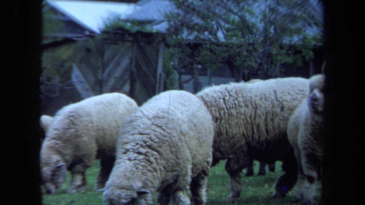 1971 Maine 8mm frame showing woolly sheep grazing in a green pasture with rustic farm structures and trees in the background.