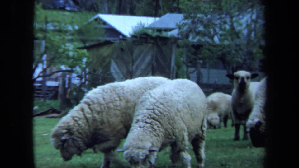 1971 Maine home-movie frame of sheep in a pasture, with two animals grazing and one dark-faced sheep looking toward the camera.