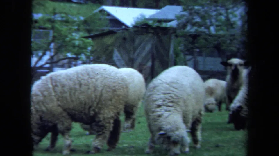 1971 Maine 8mm frame showing close sheep grazing in a pasture, with a rustic structure, trees, and soft faded color.