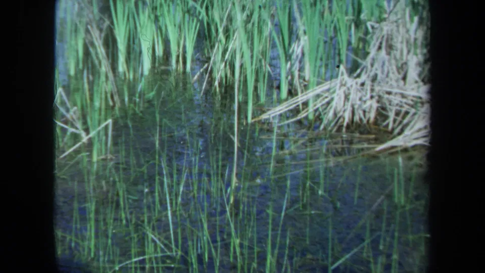 1971 Maine home-movie frame showing reeds and dry grasses along still water, likely part of the same rural outdoor setting.