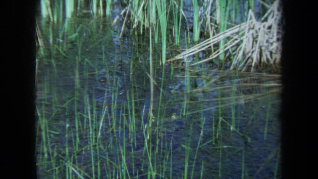 Dark pond water with tall reeds and a small reptile head partly visible near the lower right.
