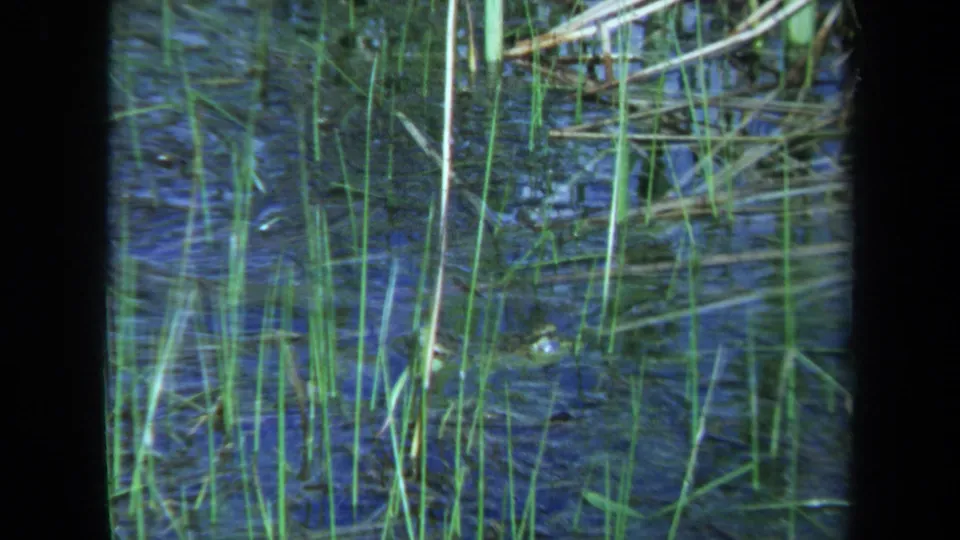 1971 Maine 8mm view of reeds and reflective pond water with a small reptile head partly concealed near the bottom.