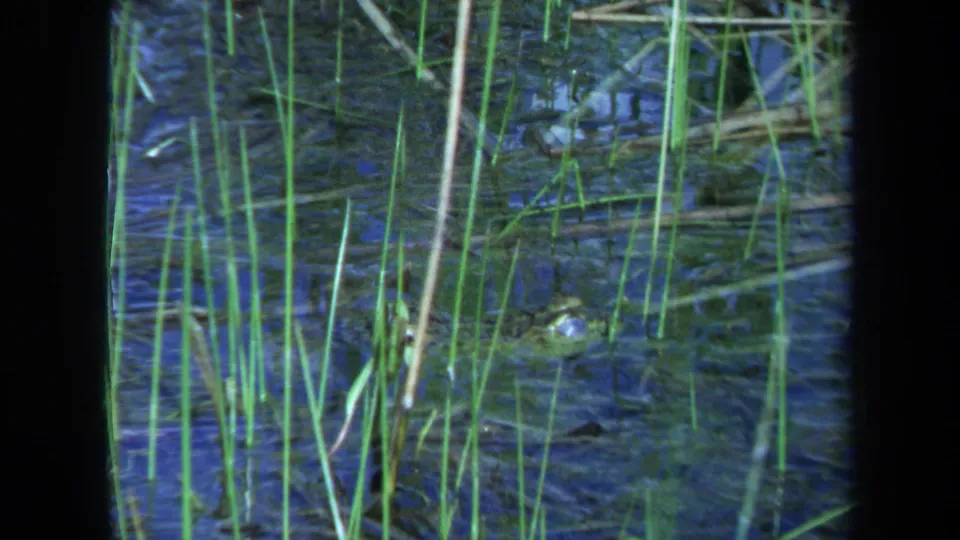1971 Maine 8mm frame with green reeds, dark rippled water, and a reptile head visible near the lower-right edge.