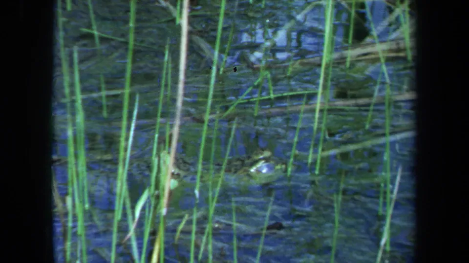 1971 Maine 8mm frame showing the reptile head near the lower right, partly obscured by reeds and water reflections.