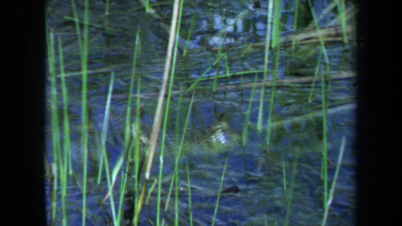 1971 Maine 8mm frame showing a crocodile or alligator partly submerged in dark pond water behind tall reeds.