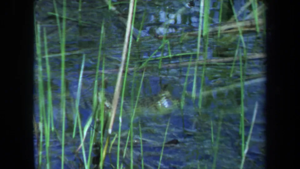 1971 Maine 8mm frame showing a crocodile or alligator partly submerged in dark pond water behind tall reeds.