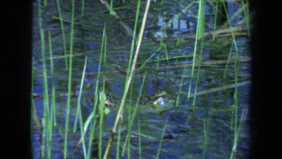 1971 Maine 8mm frame with a crocodile or alligator head barely above the waterline amid reeds and reflected light.