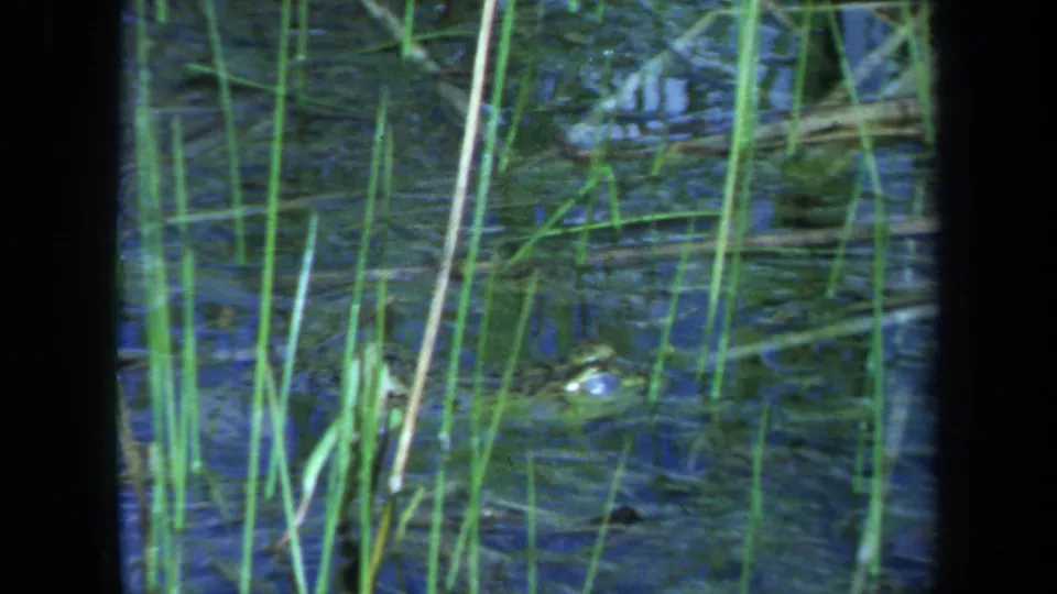 1971 Maine 8mm frame showing a submerged reptile head in a reed-filled pond, softened by film grain and water movement.