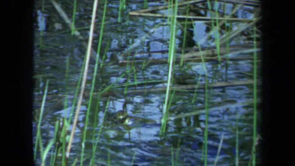 1971 Maine 8mm frame of a crocodile or alligator partly concealed by reeds, with eyes near the water surface.