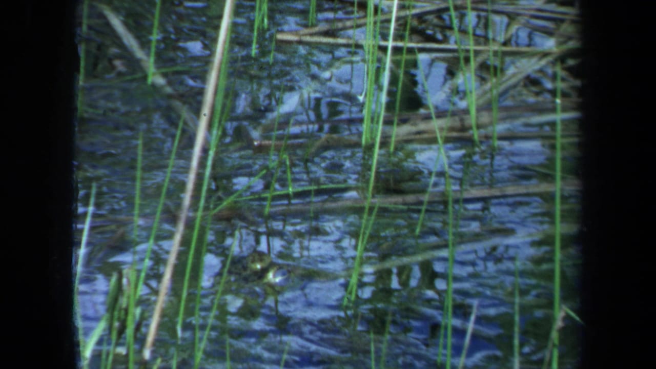 1971 Maine 8mm frame showing reflective swamp water, tall green reeds, and floating plant matter in close-up.