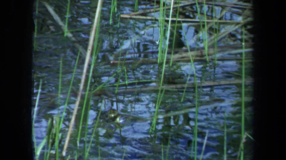 1971 Maine 8mm frame showing reflective swamp water, tall green reeds, and floating plant matter in close-up.