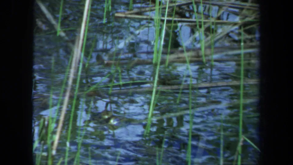 Close 8mm view of a Maine wetland surface with vertical reeds, reflected sky, and dark water ripples.