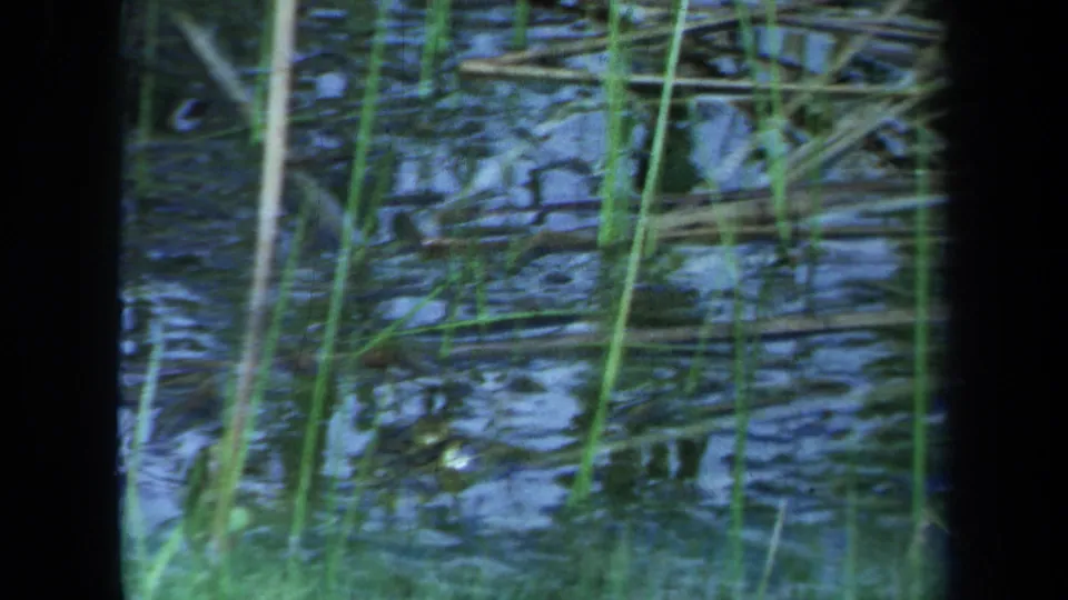 1971 Maine home-movie frame with dense reeds and reflective swamp water seen in a handheld close-up.