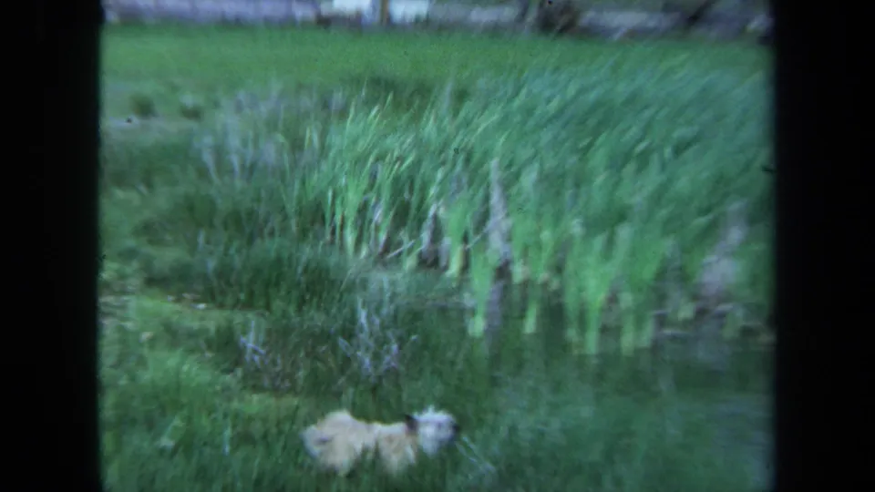 Small fluffy brown dog runs through a green grassy area in a 1971 Maine 8mm home-movie frame.