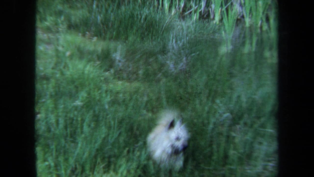 In 1971 Maine home-movie footage, a small fluffy white dog appears in tall grass beside a pond or wetland edge.