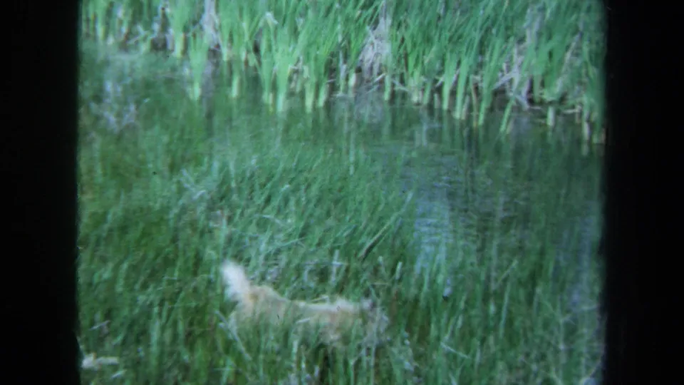 The white dog crosses a grassy pond edge in Maine, with reeds and green reflections visible in the 8mm frame.