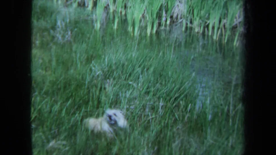 A small fluffy dog is seen low in the frame among tall grass, with the handheld 8mm view slightly blurred.