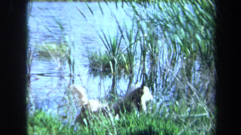 Maine 1971 home-movie frame with a small dog partly hidden by reeds and grass beside a pond.
