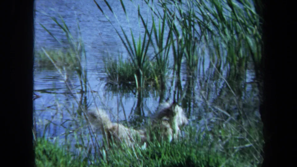 Maine 1971 8mm frame showing a dog at the pond margin among reeds, with rippled water in the background.