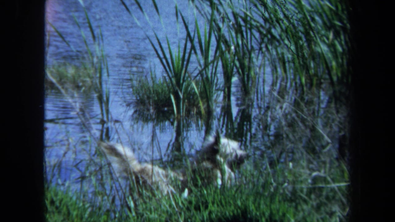 Light-colored dog standing among reeds at the edge of a pond.