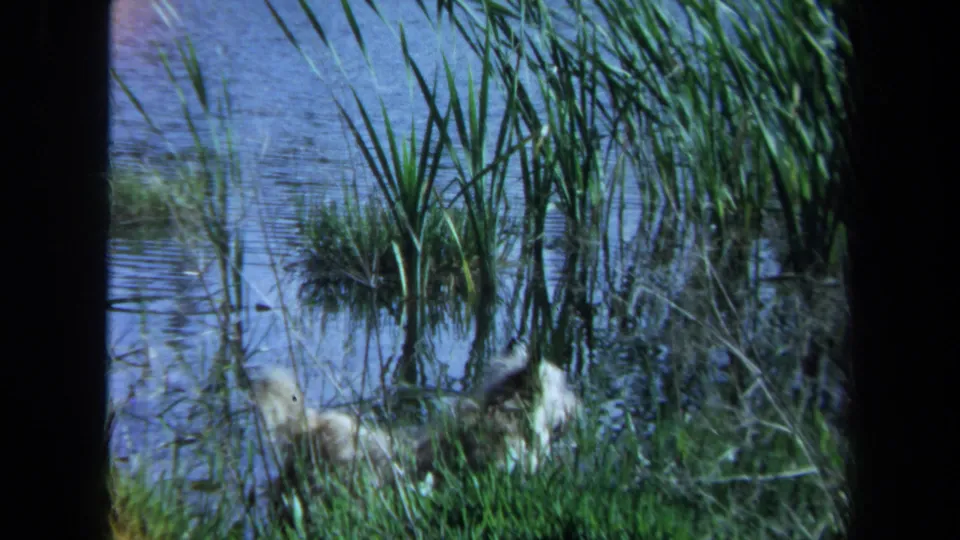 A dog stands near the waterline in a Maine pond scene, partially hidden by tall grasses and reeds.