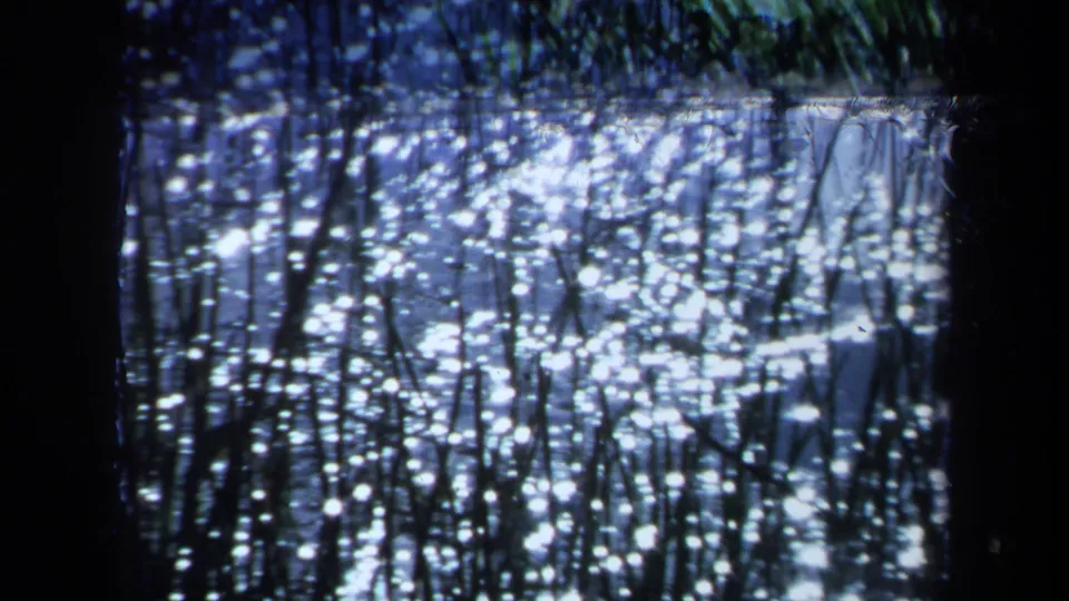 Close view of reeds and sparkling water reflections in 1971 Maine 8mm home-movie footage.