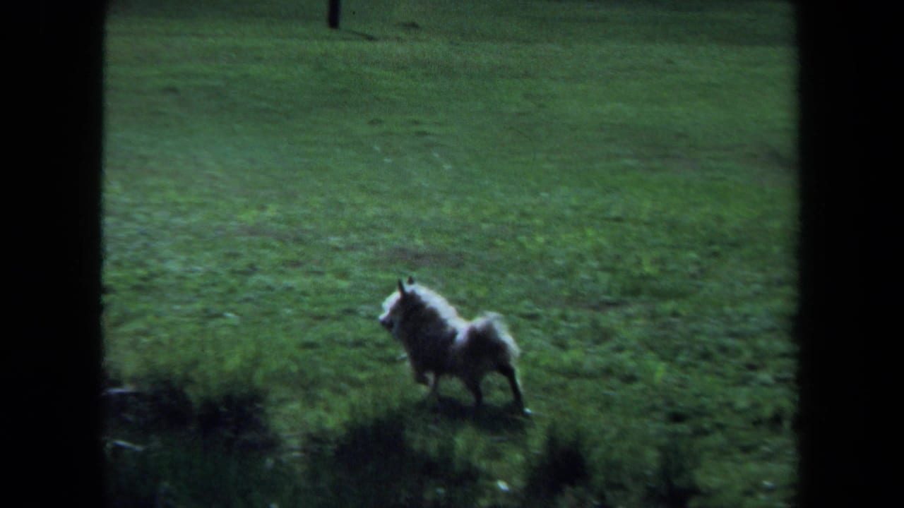 Small fluffy dog visible in a dim grassy Maine field, supported by 1971 home-movie metadata.
