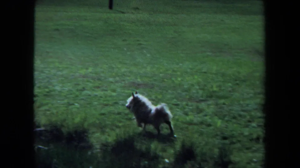 Small fluffy dog visible in a dim grassy Maine field, supported by 1971 home-movie metadata.