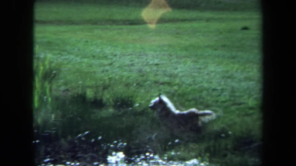 Small fluffy dog crosses taller grass in a dim rural Maine outdoor scene from 1971 8mm footage.
