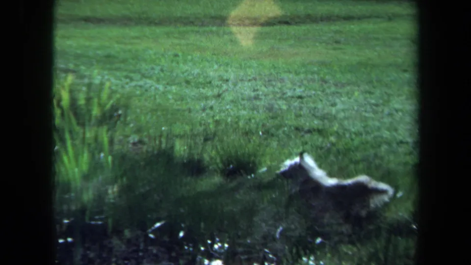 Small dog runs near high grass in a cool-toned 1971 Maine home-movie frame with visible film grain.
