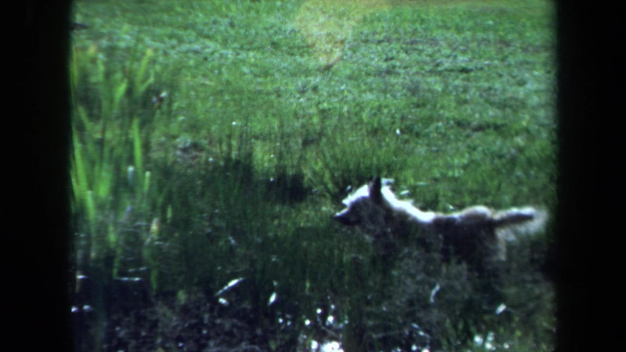 Small white long-haired dog moves along a grassy pond edge in Maine 1971 home-movie footage.