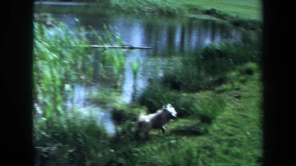 The dog appears farther along the grassy shoreline, with pond water and reeds visible behind it.