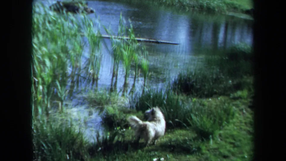 The white long-haired dog pauses near the lower frame while water, reeds, and grass fill the pond setting.