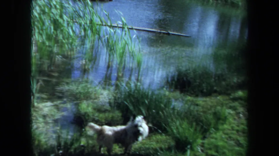A small white dog stands on the grassy bank by a reed-lined pond in the Maine 1971 home-movie scene.