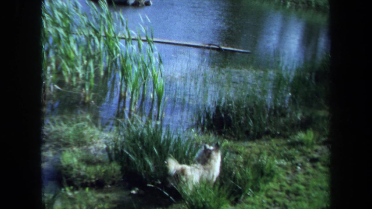 1971 Maine 8mm frame showing a small white puppy by grassy pond reeds and blue water.