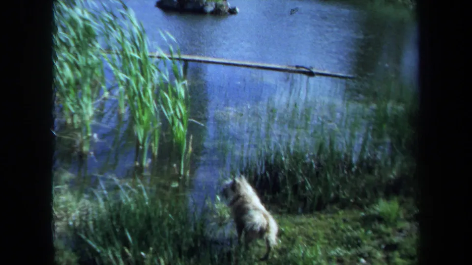 1971 Maine home-movie frame of a white puppy facing the pond from a grassy shoreline.