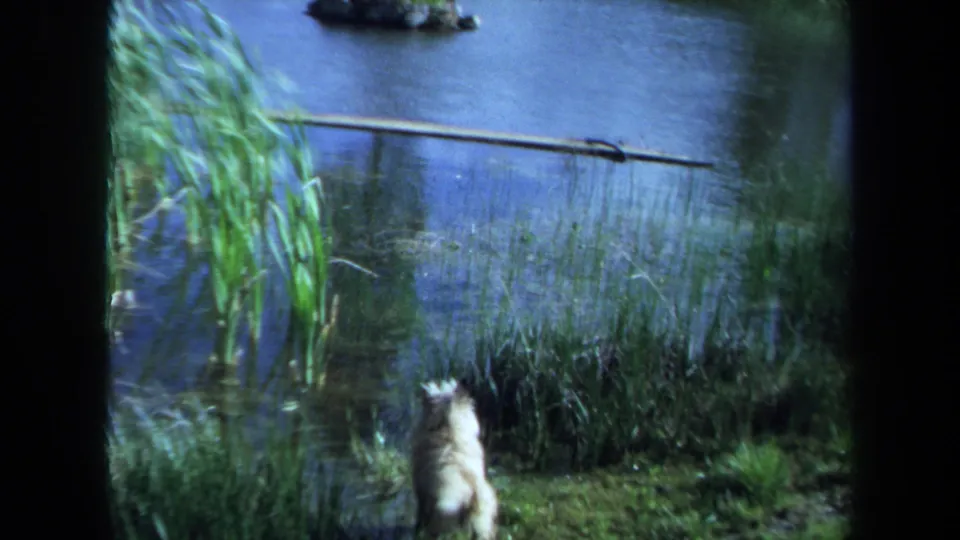 1971 Maine 8mm frame with a white puppy low in view beside reeds, grass, and pond water.