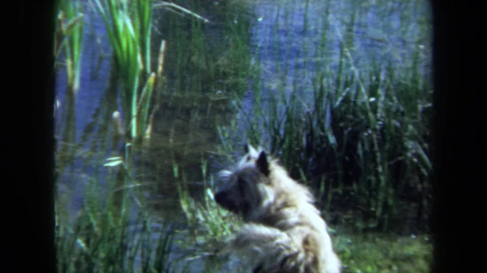 Close 1971 Maine 8mm frame of a fluffy white puppy at the grassy edge of a blue pond.