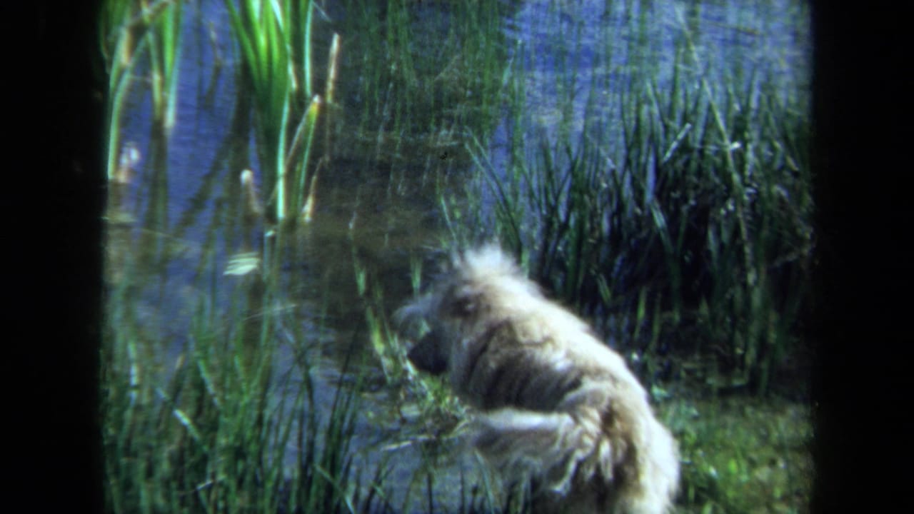 1971 Maine 8mm frame of a fluffy dog partly hidden by tall reeds at the edge of lake water.
