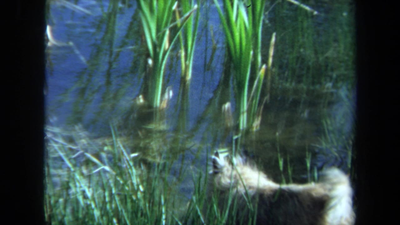 Dog moves through reeds along the lake edge.